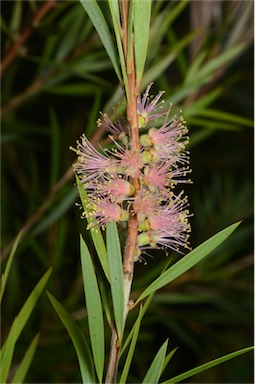 APII jpeg image of Callistemon 'Baroondah Station'  © contact APII