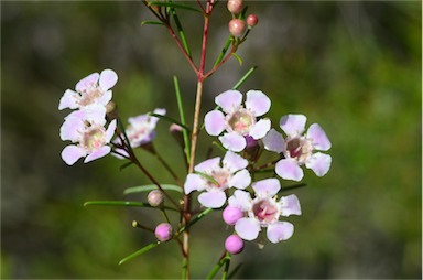 APII jpeg image of Chamelaucium uncinatum 'Cascade Brook'  © contact APII