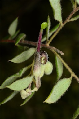 APII jpeg image of Grevillea mucronulata  © contact APII