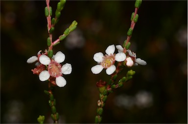 APII jpeg image of Baeckea brevifolia  © contact APII