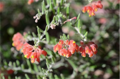 APII jpeg image of Grevillea saccata  © contact APII