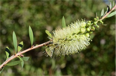 APII jpeg image of Callistemon pallidus 'Candle Glow'  © contact APII