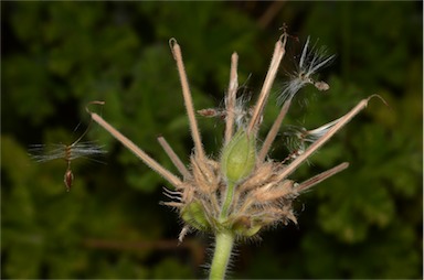 APII jpeg image of Pelargonium capitatum  © contact APII