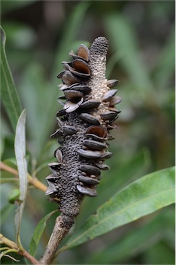 APII jpeg image of Banksia integrifolia subsp. compar  © contact APII