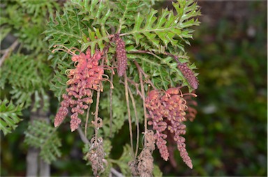 APII jpeg image of Grevillea bipinnatifida 'Jingle Bells'  © contact APII