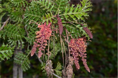 APII jpeg image of Grevillea bipinnatifida 'Jingle Bells'  © contact APII