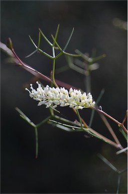 APII jpeg image of Grevillea minutiflora  © contact APII