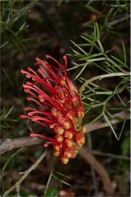 APII jpeg image of Grevillea treueriana  © contact APII