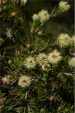 APII jpeg image of Melaleuca nodosa  © contact APII