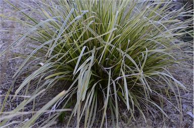 APII jpeg image of Lomandra longifolia  © contact APII