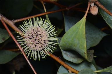 APII jpeg image of Hakea petiolaris  © contact APII