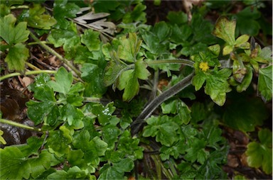 APII jpeg image of Ranunculus scapiger  © contact APII