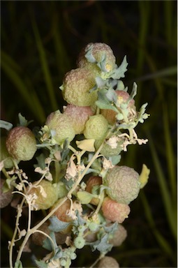 APII jpeg image of Atriplex holocarpa  © contact APII