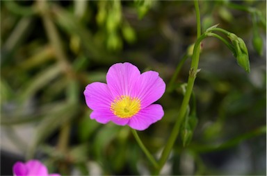 APII jpeg image of Calandrinia polyandra  © contact APII