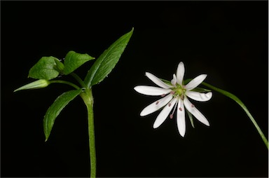 APII jpeg image of Stellaria flaccida  © contact APII