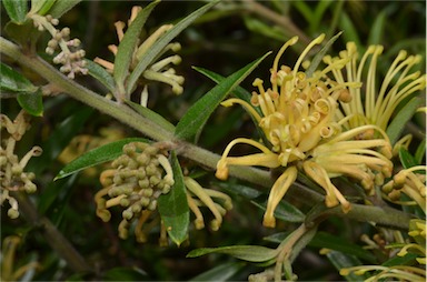 APII jpeg image of Grevillea 'Canterbury Gold'  © contact APII