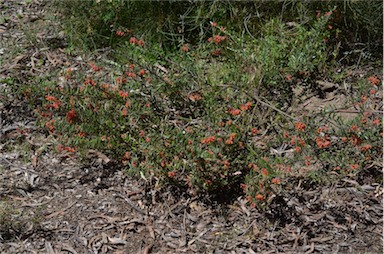 APII jpeg image of Grevillea saccata  © contact APII