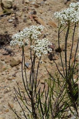 APII jpeg image of Conospermum longifolium var. angustifolium  © contact APII