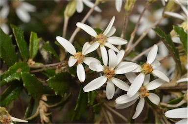 APII jpeg image of Olearia erubescens  © contact APII