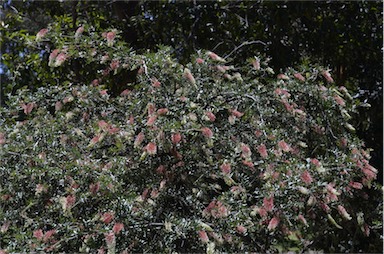 APII jpeg image of Grevillea willisii  © contact APII