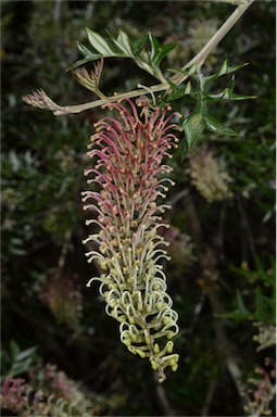 APII jpeg image of Grevillea willisii  © contact APII