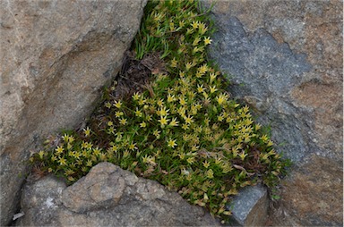 APII jpeg image of Conostylis seorsiflora subsp. seorsiflora  © contact APII