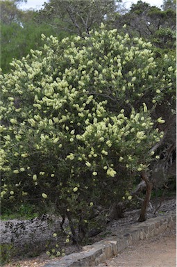 APII jpeg image of Callistemon pallidus  © contact APII