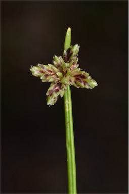 APII jpeg image of Isolepis inundata  © contact APII