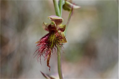 APII jpeg image of Calochilus paludosus  © contact APII