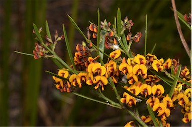 APII jpeg image of Daviesia leptophylla  © contact APII