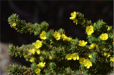 APII jpeg image of Hibbertia fasciculata  © contact APII