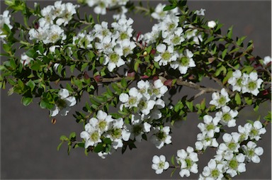 APII jpeg image of Leptospermum continentale 'Horizontalis'  © contact APII