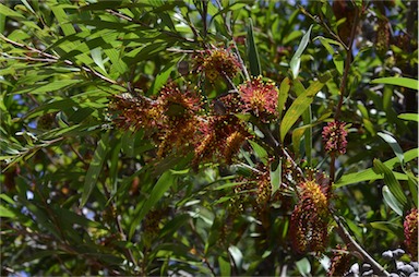 APII jpeg image of Hakea trineura  © contact APII