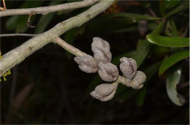 APII jpeg image of Hakea trineura  © contact APII