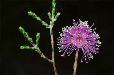 APII jpeg image of Kunzea opposita var. opposita  © contact APII