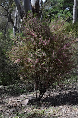 APII jpeg image of Boronia heterophylla  © contact APII