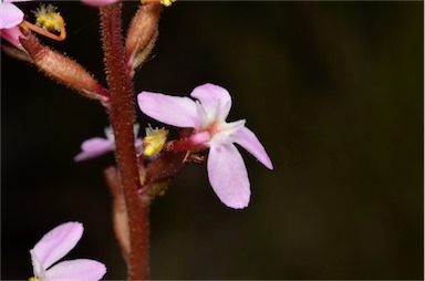 APII jpeg image of Stylidium graminifolium  © contact APII