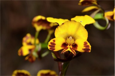 APII jpeg image of Diuris semilunulata  © contact APII