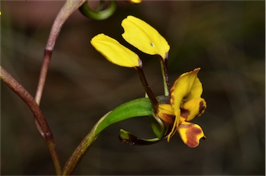 APII jpeg image of Diuris semilunulata  © contact APII