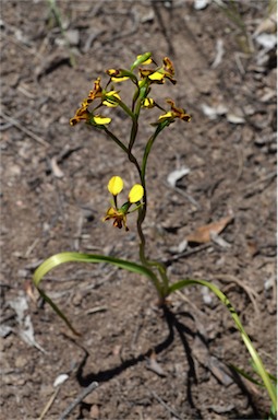 APII jpeg image of Diuris semilunulata  © contact APII