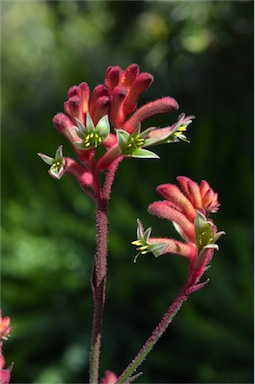 APII jpeg image of Anigozanthos 'Bush Volcano'  © contact APII