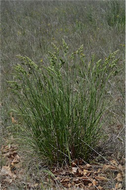 APII jpeg image of Dactylis glomerata  © contact APII