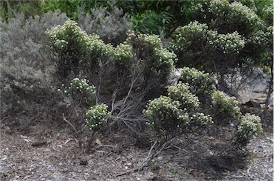 APII jpeg image of Ozothamnus ledifolius  © contact APII