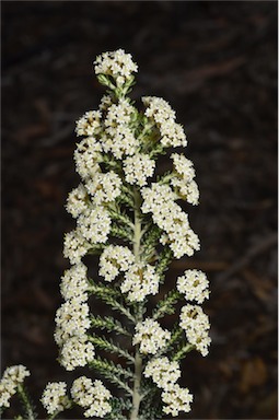 APII jpeg image of Ozothamnus ericifolius subsp. reflexus  © contact APII