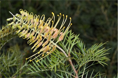 APII jpeg image of Grevillea 'Cream Passion'  © contact APII