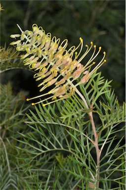 APII jpeg image of Grevillea 'Cream Passion'  © contact APII