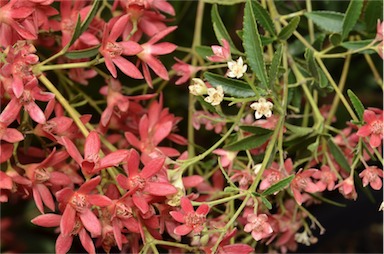 APII jpeg image of Ceratopetalum gummiferum 'Albery's Red'  © contact APII