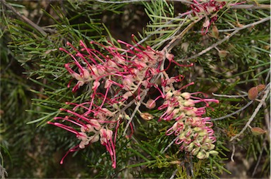 APII jpeg image of Grevillea 'Ana Marie'  © contact APII