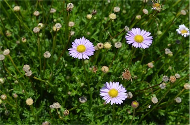 APII jpeg image of Brachyscome 'Jumbo Tricolour'  © contact APII