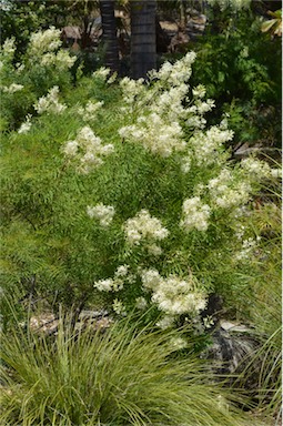 APII jpeg image of Lomatia silaifolia  © contact APII